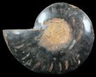 Split Black/Orange Ammonite (Half) - Unusual Coloration #55660-1